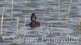 Video of Ferruginous Duck - Ferruginous Duck in early spring in shabla lake